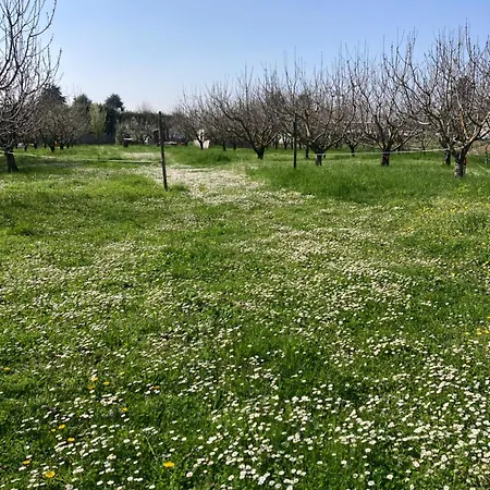 Shanti, Sole Tra I Ciliegi