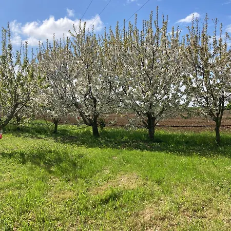 Shanti, Sole Tra I Ciliegi