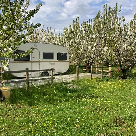 Luxury tent Shanti, Sole Tra I Ciliegi