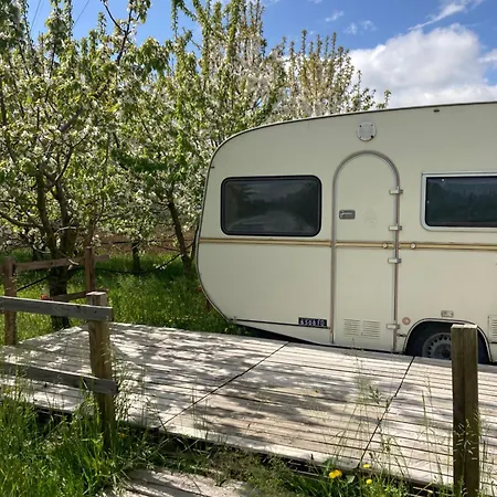 Luxury tent Shanti, Sole Tra I Ciliegi